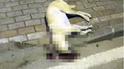 İstinaftan kritik bozma kararı: Köpeği öldüren kasabın cezası yeniden değerlendirilecek