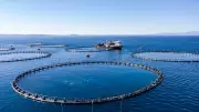 Su ürünleri üretimi 2025'te yüzde 11,1 artarak 1 milyon 37 bin 19 tona ulaştı