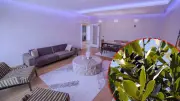 Tatile çıkmadan önce evin köşelerine 3 defne yaprağı bırakın: Haşerelerden koruyor