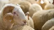 TDV, Kurban Bayramı'nda 36.6 Milyon İhtiyaç Sahibine Kurban Eti Ulaştırdı
