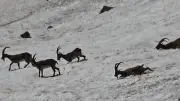 Tunceli'de Karla Kaplı Dağlarda Keçi ve Ayı Görüntülendi