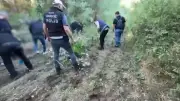 UNESCO Listesindeki Hevsel Bahçeleri'nde Uyuşturucu Operasyonu: 12 Bin Kök Kenevir Ele Geçirildi
