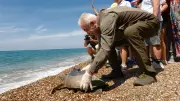 Uydu Cihazı Takılan 3 Yeşil Deniz Kaplumbağası Denize Bırakıldı