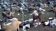 Yaban keçileri Erzincan-Munzur Dağları arasında fotokapanla görüntülendi