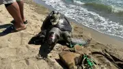 İzmir'de yüzgecine parke taşı bağlanmış ölü yeşil deniz kaplumbağası bulundu