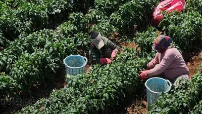 130 yıllık ata tohumu Arslanlar biberinde hasat başladı, İtalyanlar peşinde