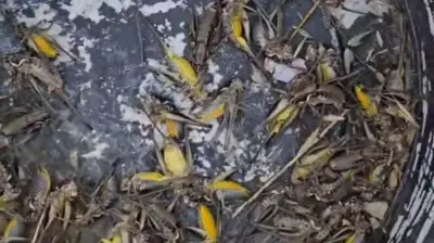 Adana Feke'de çekirge istilası: Çiftçiler acil destek bekliyor