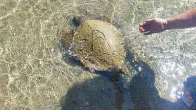 Ayvalık'ta sahilde ölü caretta caretta deniz kaplumbağası bulundu
