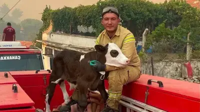 Balıkesir'deki orman yangınında kurtarılan buzağının iç ısıtan hikayesi