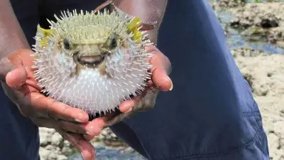 Balon balığı avcıları 6 yılda 13 milyon lira kazandı, 50 milyon balık önlendi