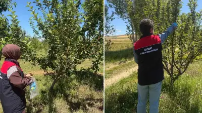 Bayburt'ta Hasat Öncesi Pestisit Denetimleri Başladı