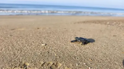 Belek'te ilk caretta yavruları denizle buluştu, 1800 yuva kayıt altına alındı