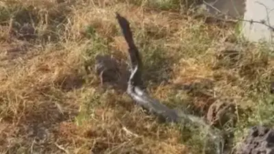 Diyarbakır'da 3 Metrelik Dev Yılanlar Mahalleliyi Tedirgin Etti