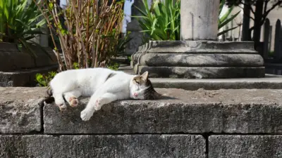 Dünyada en çok kedi bulunan ülkeler açıklandı! Türkiye listeye giremedi