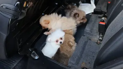 Edirne Kapıkule'de Yasa Dışı Köpek Taşıma: 5 Pomeranian Kurtarıldı