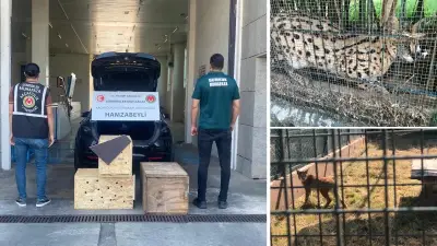 Edirne'de kaçak hayvan sevkiyatı: 2 vaşak ve 2 serval kedisi kurtarıldı