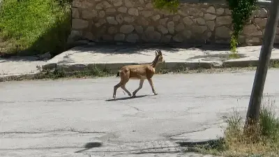 Erzincan'da yolunu şaşıran dağ keçisi ilçe merkezinde dolaştı