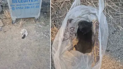 Eskişehir'de Ağzı Bantlanıp Çöpe Atılan Yavru Kedi Son Anda Kurtarıldı