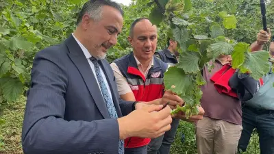 Giresun'da Kahverengi Kokarcaya Karşı 1000 Samuray Arısı Doğaya Salındı