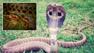 Çin'de sel felaketi: Çiftlikten 900 yılan kaçtı, acil durum ilan edildi