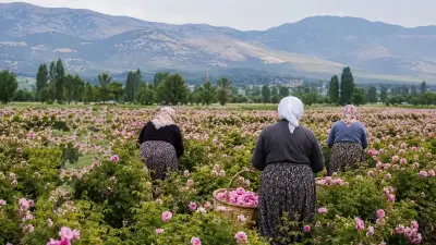 Isparta Dünyanın Yüzde 65'i Gül Yağını Tek Başına Karşılıyor