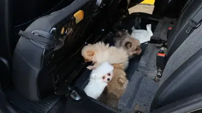 Kapıkule'de 5 Pomeranian cinsi yavru köpek ele geçirildi