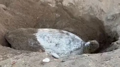 İklim değişikliği deniz kaplumbağalarının yumurtlama dönemini 2 hafta geciktirdi