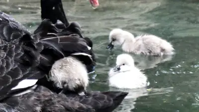 Kuğulu Park'ta Dört Yeni Yavru Kuğu Heyecanı