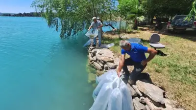 Manavgat'ta iç sulara 400 bin sazan yavrusu salındı