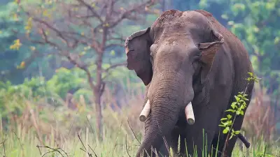 Nepal'de Katil Fil Aynı Aileyi 12 Yıl Sonra Bulup Öldürdü