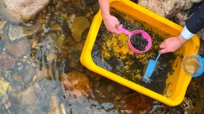 Ordu'da Çambaşı Deresi'ne 35 Bin Alabalık Yavrusu Bırakıldı
