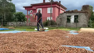 Ordu'da fındık hasadı öncesi işçi yevmiyeleri belirlendi