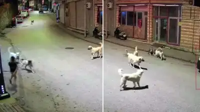 Ordu'da Köpeklerin Saldırdığı Çocuk Scooter'ıyla Kendini Savundu