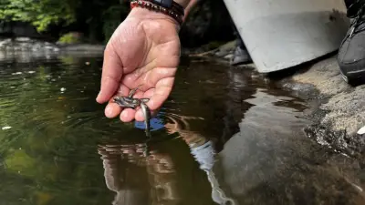 Orta Karadeniz'de derelere 21 yılda 1.1 milyon alabalık salındı