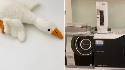 'Peluş kaz' oyuncağı boğulma riski nedeniyle toplatılıyor