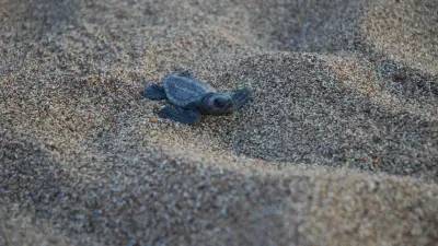 Çıralı Sahilinde Caretta Caretta Yavrularının Denizle Buluşma Yolculuğu Başladı