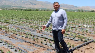 Üreticiden plastik malç uygulaması önerisi: İşçilik maliyeti yüzde 70 düştü