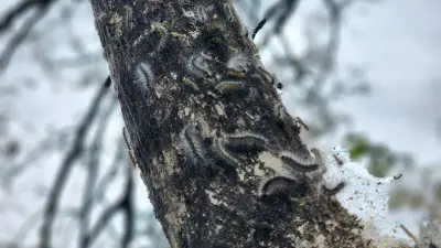 Rize'de Tırtıl Tehdidi: Çay, Fındık ve Kivi Bahçeleri Zarar Görüyor