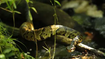 Rüyada Yılan Görmek Ne Anlama Gelir? Yılan Rüyası Tabirleri