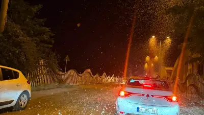 Sakarya'da 'kelebeklerin ölüm dansı' yeniden başladı