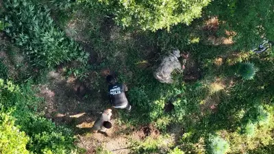 Samsun'da uyuşturucu operasyonu: 782 kök kenevir ele geçirildi, 1 tutuklama