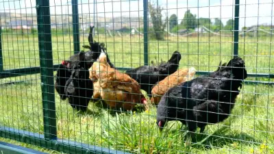 Sivas Üniversitesi'nden keneyle mücadelede gezici tavuk kümesi uygulaması