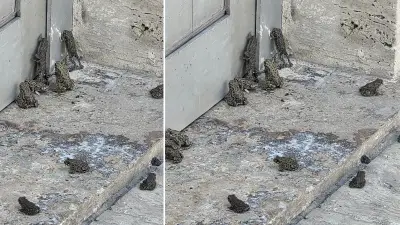 Sivas'ta şiddetli yağış sonrası yollarda yavru kurbağa istilası