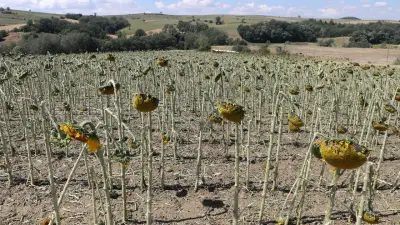 Tekirdağ'da 35 bin dekar tarım alanı doludan zarar gördü, hasar tespiti başladı