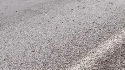 Tokat'ta binlerce kurbağa kara yolunda toplu geçiş yaptı