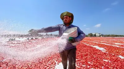 Torbalı'da kuru domates hasadı başladı: Kilosu 170 TL'den 100 ülkeye ihracat