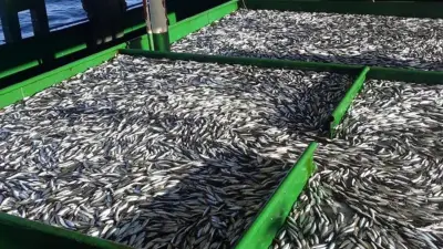 Türkiye'den 20 ülkeye hamsi ihracatı: 6 ayda 9 milyon dolar