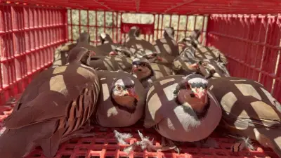 Yozgat'ta Doğaya 1000 Kınalı Keklik Salındı