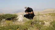300 metrekarede yaşayan endemik bitki: Gladiolus siirtensis'in koparma cezası 700 bin TL