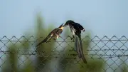 Şanlıurfa'da Saksağan Tepeli Guguk Yavrusunu Besledi